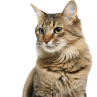 Cats Supplies