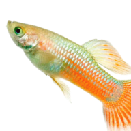 Fish and Reptiles
