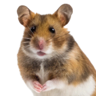 Rodents and Ferrets
